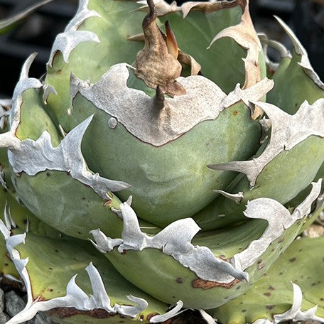 174426988845-Agave%20titanota%20'Phoenix'%20%E8%8A%B11.jpg