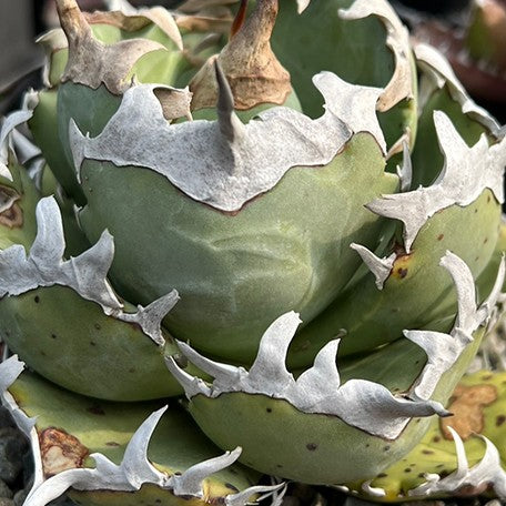 174426988884-Agave%20titanota%20'Phoenix'%20%E8%8A%B1.jpg