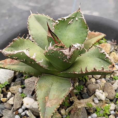 174427008238-Agave%20titanota%20'Hemp%20Flower'%20%E8%8A%B1.jpg