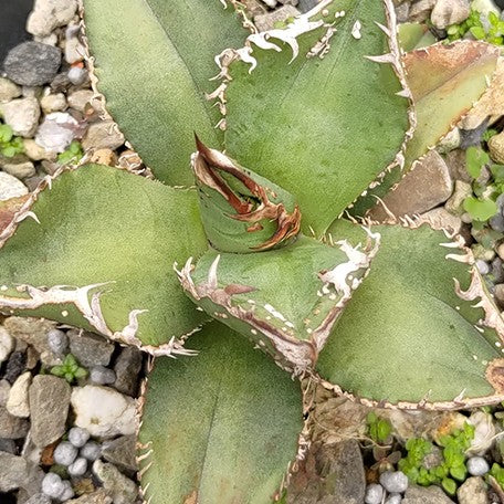 174427008263-Agave%20titanota%20'Hemp%20Flower'%20%E8%8A%B11.jpg