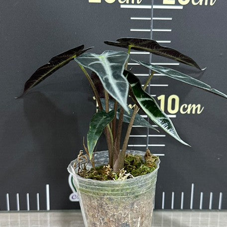174443819698-Alocasia%20bambino%20%E6%A4%8D%E6%A0%AA.jpg