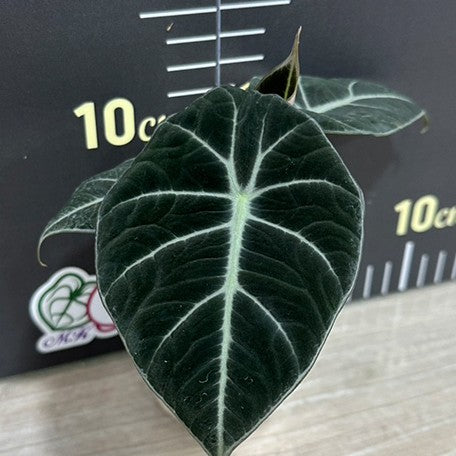 174443922084-Alocasia%20reginula%20'Black%20Velvet'%20%E6%A4%8D%E6%A0%AA.jpg