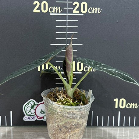 174443922099-Alocasia%20reginula%20'Black%20Velvet'%20%E6%A4%8D%E6%A0%AA1.jpg