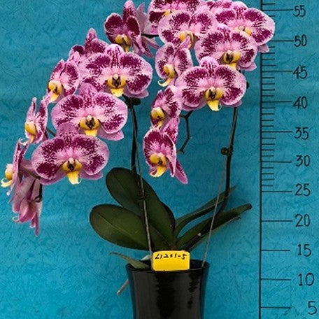 174459689768-Phal.%20Harck%20Purple%20Queen%20%E8%8A%B11.jpg