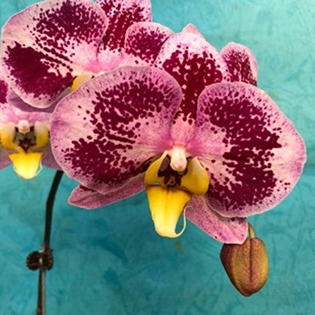 174459689773-Phal.%20Harck%20Purple%20Queen%20%E8%8A%B1.jpg