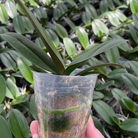 174459918450-Phal.%20Tiannong%20Golden%20Vivien%20%E6%A4%8D%E6%A0%AA.jpg