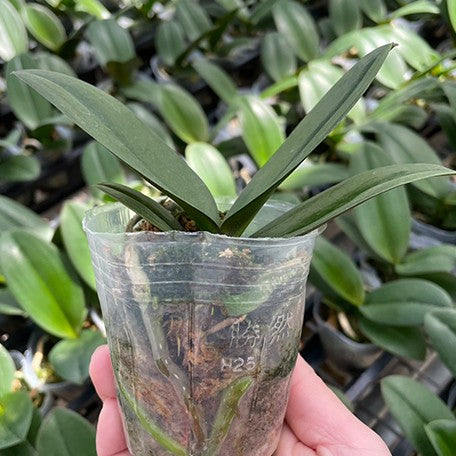 174459918466-Phal.%20Tiannong%20Golden%20Vivien%20%E6%A4%8D%E6%A0%AA1.jpg