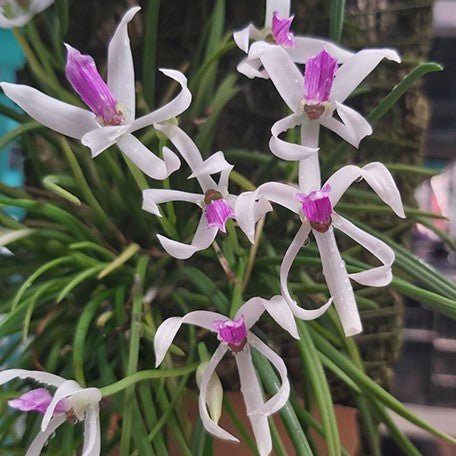 174461138610-Leptotes%20bicolor%20%C3%97%20sib%20%E8%8A%B1.jpg
