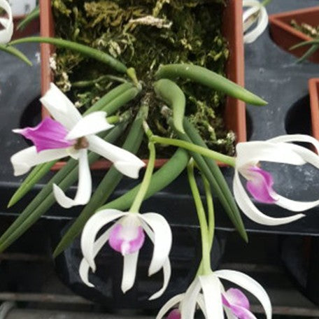 174461138650-Leptotes%20bicolor%20%C3%97%20sib%20%E8%8A%B11.jpg