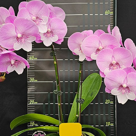 174468094425-Phal.%20Charming%20Juliet%20'1371'%20%E8%8A%B11.jpg