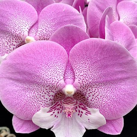 174468094442-Phal.%20Charming%20Juliet%20'1371'%20%E8%8A%B1.jpg