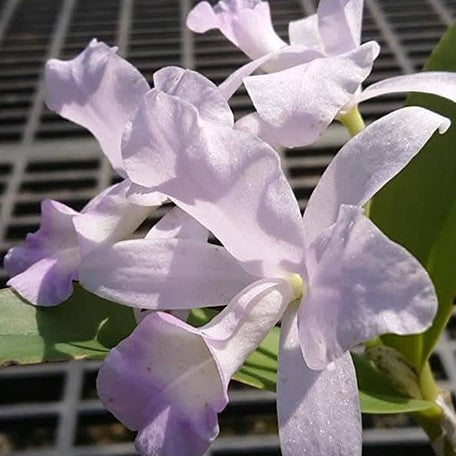 Cattleya skinneri var. coerulea × sib 1.7