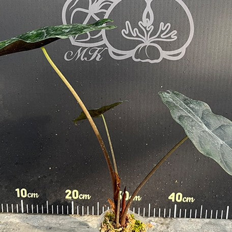174470775416-Alocasia%20chantrieri%20%E6%A4%8D%E6%A0%AA2.5''%20.jpg