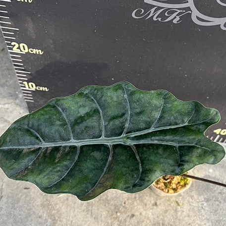 174470775445-Alocasia%20chantrieri%20%E6%A4%8D%E6%A0%AA2.5''%201.jpg