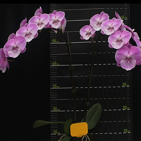 174476486056-Phal.%20Charming%20Pretty%20Heart%20'1345'%20%E8%8A%B11.jpg
