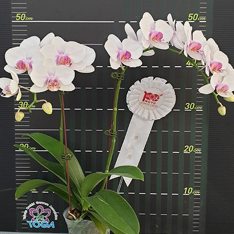 174477551136-Phal.%20Miki%20Smile%20'1332'%20%E8%8A%B1.jpg