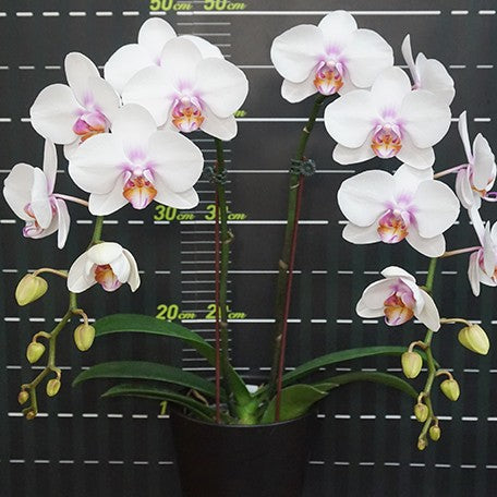 174477551169-Phal.%20Miki%20Smile%20'1332'%20%20%E8%8A%B12.jpg
