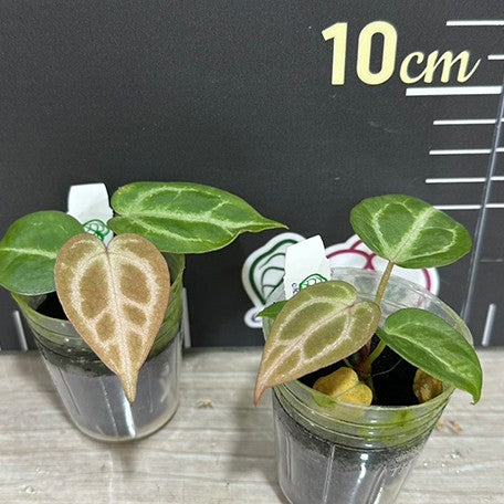 Anthurium Red Crystallinum × 'Silver Blush' 1.7