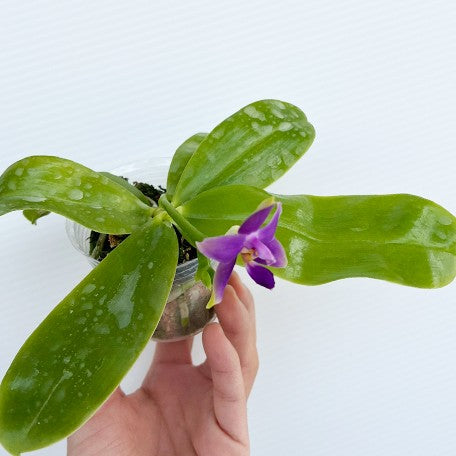 174487611415-Phal.%20violacea%20var.%20indigo%20%C3%97%20sib%20%E6%A4%8D%E6%A0%AA2.5''%201.jpg