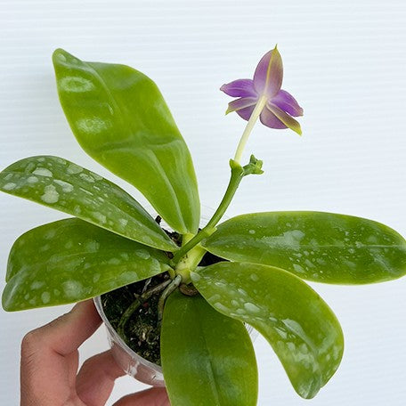 174487611439-Phal.%20violacea%20var.%20indigo%20%C3%97%20sib%20%E6%A4%8D%E6%A0%AA2.5''.jpg