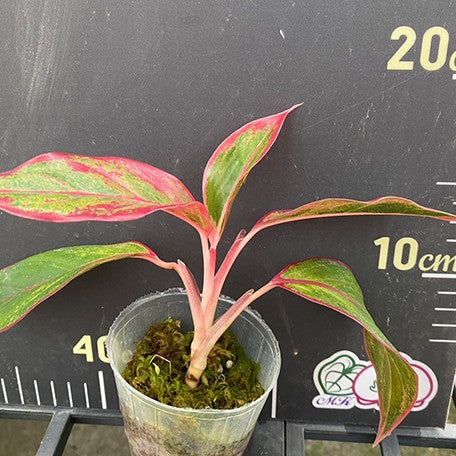 Aglaonema 'Siam Aurora' variegated 2.5