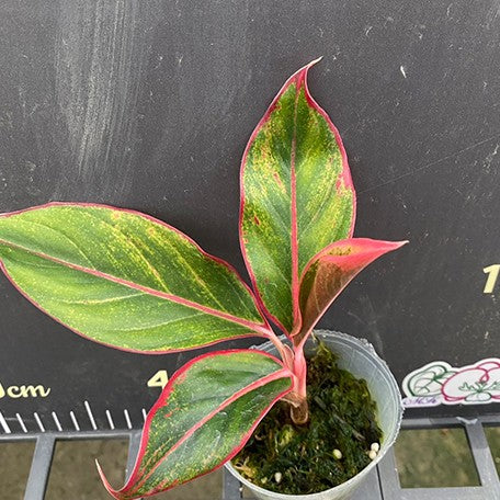 Aglaonema 'Siam Aurora' variegated 2.5