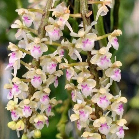 174520784219-Saccolabiopsis%20pusilla%20%C3%97%20sib%20%E8%8A%B11.jpg