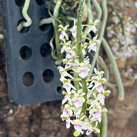 174520784294-Saccolabiopsis%20pusilla%20%C3%97%20sib%20%E8%8A%B12.jpg