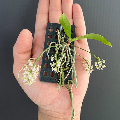 174520786094-Saccolabiopsis%20pusilla%20%C3%97%20sib%20%E6%A4%8D%E6%A0%AA.jpg