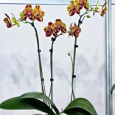 174521445319-Phal.%20GW%20Green%20World%20'Snakeskin'%20%E8%8A%B14.jpg