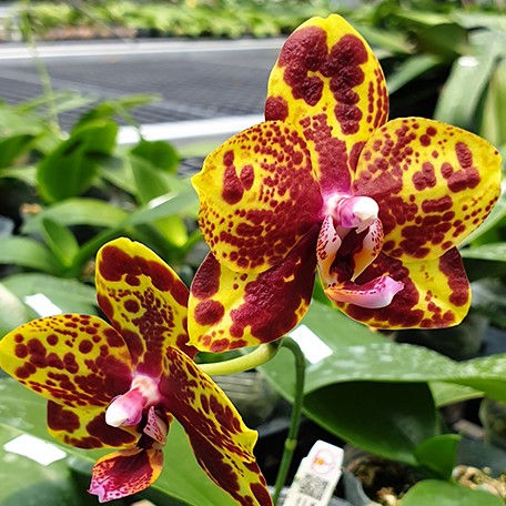 174521445346-Phal.%20GW%20Green%20World%20'Snakeskin'%20%E8%8A%B13.jpg