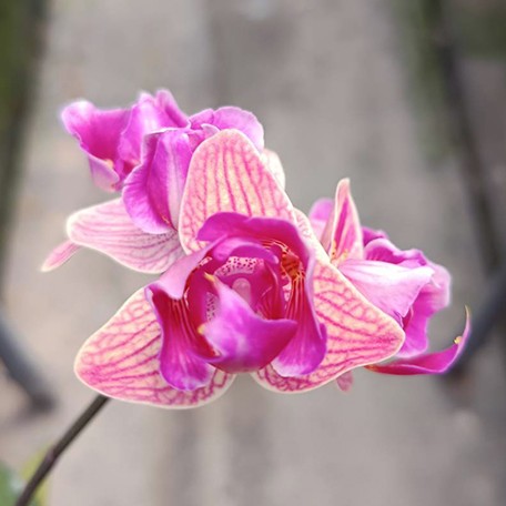 174521490541-Phal.%20Tiannong%20Golden%20Vivien%20'957'%20(peloric%20-%202%20eyes)%20%E8%8A%B1.jpg