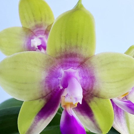 174528976716-Phal.%20Meidarland%20Kaiulani%20'685'%20%E8%8A%B11.jpg