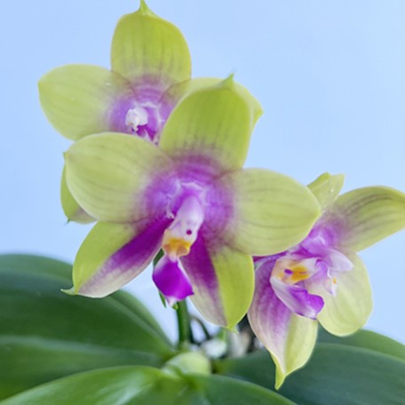 174528976736-Phal.%20Meidarland%20Kaiulani%20'685'%20%E8%8A%B1.jpg