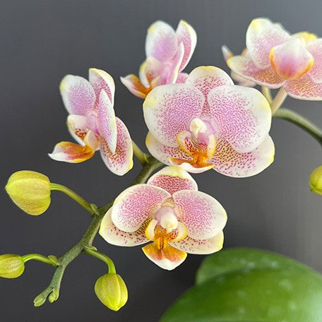 174530011915-Phal.%20LiHsin%20C118%20%E6%A4%8D%E6%A0%AA2.5''.jpg