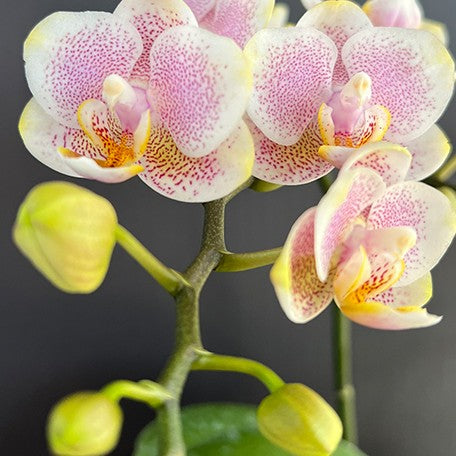 174530011997-Phal.%20LiHsin%20C118%20%E6%A4%8D%E6%A0%AA2.5''%201.jpg