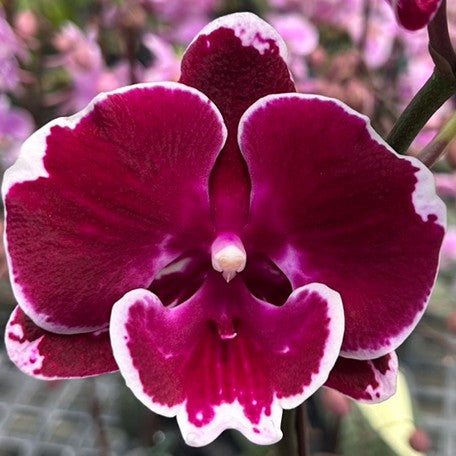 174530059456-Phal.%20Yushan%20Fairy%20Go%20%E8%8A%B1.jpg