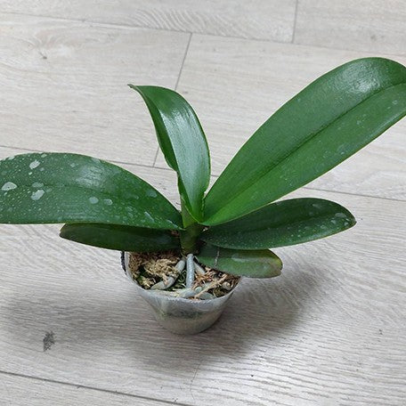 174557336442-Phal.%20OX%20Golden%20Star%20'OX1663'%20%C3%97%20SKB%20Black%20Lace%20%E6%A4%8D%E6%A0%AA.jpg
