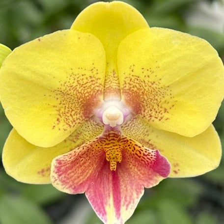 174557357841-Phal.%20King%20Car%20French%20Kiss%20%E8%8A%B1.jpg