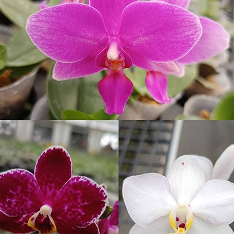 174579835179-Phal.%20Jia%20Ho%20Summer%20Love%20%C3%97%20Summer%20Breath%20%E8%8A%B11.jpg