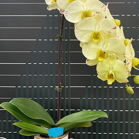 174583305713-Phal.%20Jade%20Lady%20%E7%BF%A1%E7%BF%A0%E8%B2%B4%E4%BA%BA%20%E8%8A%B11.jpg