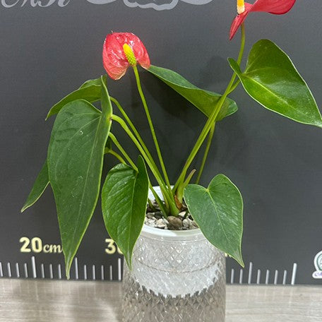 174590341811-Anthurium%20andraeanum%20sp.%20red%20%E7%B4%85%E6%8E%8C%E7%81%AB%E9%B6%B4%20%E8%8A%B12.jpg
