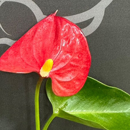 174590341894-Anthurium%20andraeanum%20sp.%20red%20%E7%B4%85%E6%8E%8C%E7%81%AB%E9%B6%B4%20%E8%8A%B1.jpg