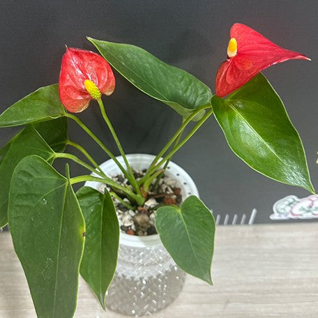 174590341898-Anthurium%20andraeanum%20sp.%20red%20%E7%B4%85%E6%8E%8C%E7%81%AB%E9%B6%B4%20%E8%8A%B11.jpg