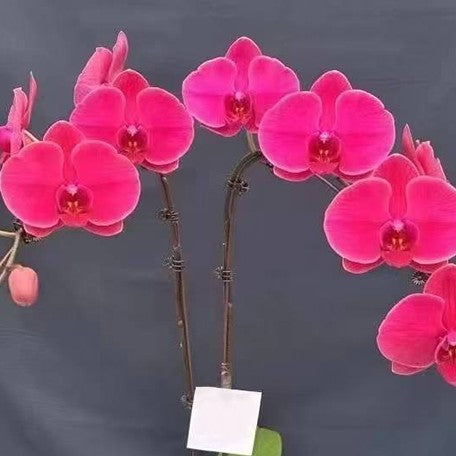 174591868832-Phal.%20Mangrove%20Forest%20%E7%B4%85%E6%A8%B9%E6%9E%97%20%E8%8A%B1.jpg