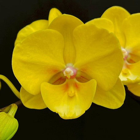 174600582744-Phal.%20Charming%20%20Sunny%20%20Elf%20%E8%8A%B1.jpg