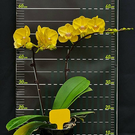 174600582756-Phal.%20Charming%20%20Sunny%20%20Elf%20%E8%8A%B11.jpg