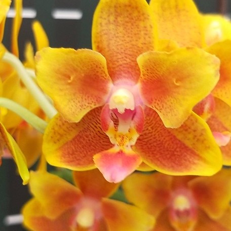 174600652919-Phal.%20Lioulin%20Orange%20Stars%20%E8%8A%B1.jpg