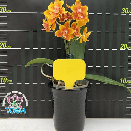 174600652951-Phal.%20Lioulin%20Orange%20Stars%20%E8%8A%B11.jpg