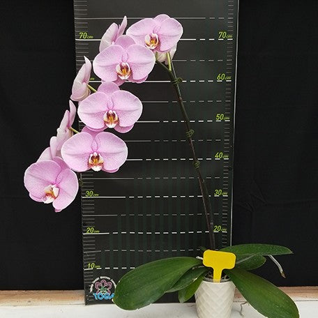 174600727252-Phal.%20Charming%20%20Cloud%20%20Fairy%20%E8%8A%B11.jpg
